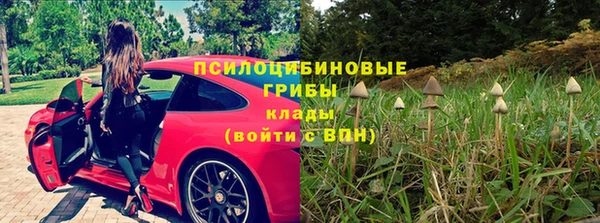 PSILOCYBIN Белокуриха